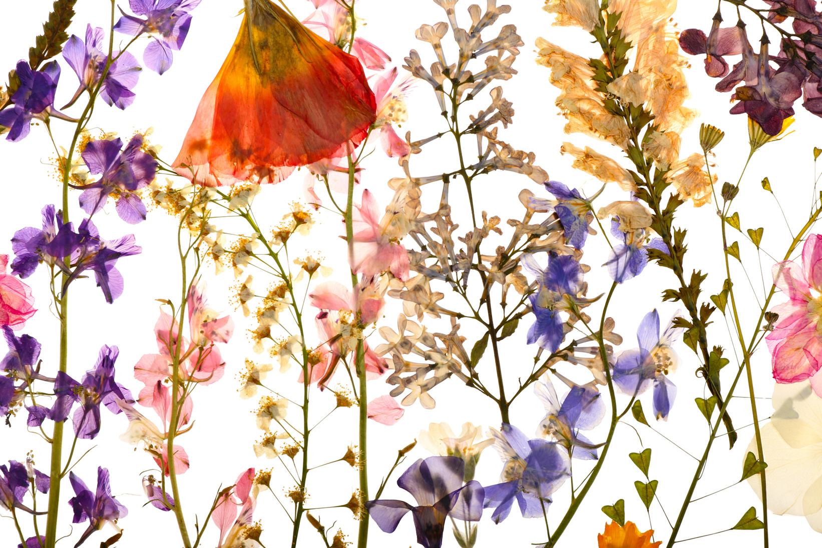 Dried Pressed Flowers on White Background, Closeup